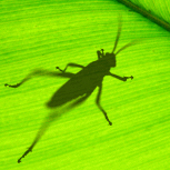 Grasshopper参数化设计基本概念